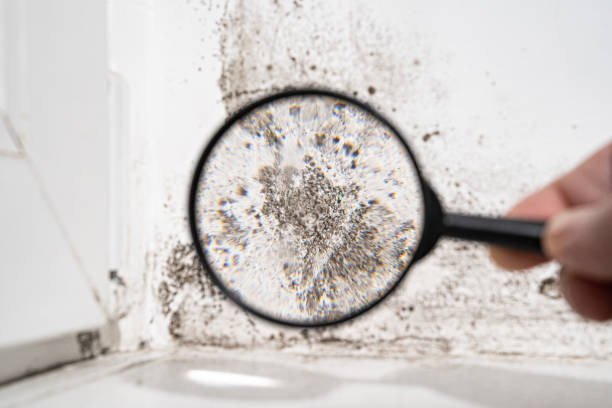 Mold Remediation for Rental Properties in Ashland, IL