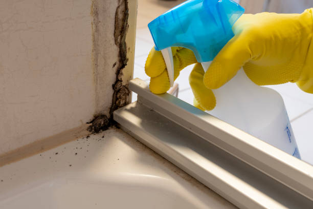 Mold Remediation for Vacation Homes in Ashland, IL